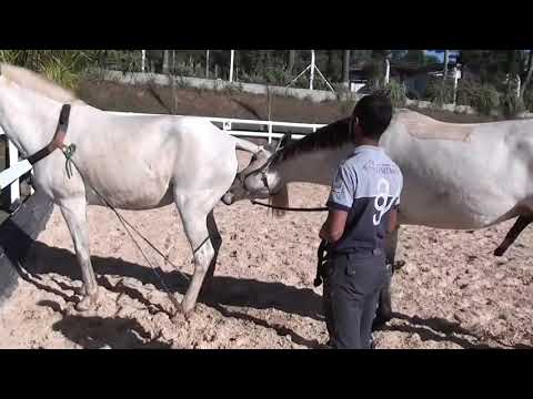 Horse Mating Youtube Horse Mating Youtube
