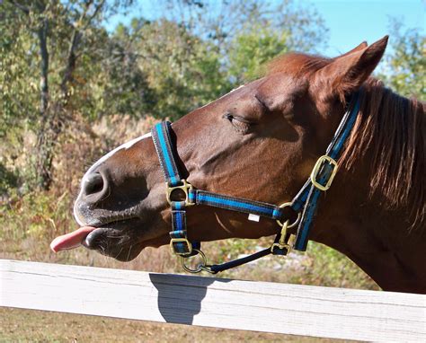 Horse Q B Was Licking His Lips After Eating The Rest Of A Flickr Horse Q B Was Licking His Lips After Eating The Rest Of A Flickr