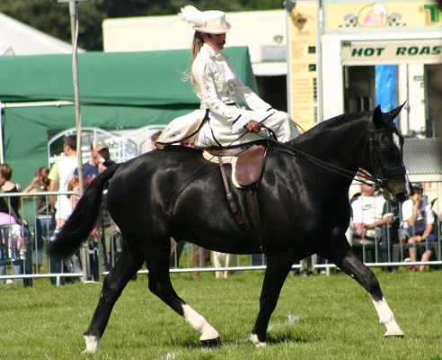 Loan A Horse, Find Your Equine Soulmate In Kent