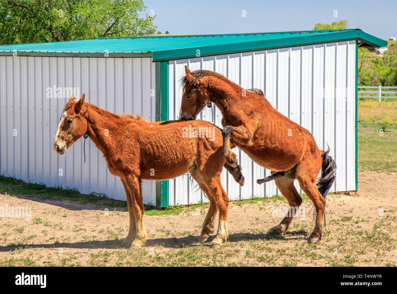How Do Horses Mate How Do Horses Mate