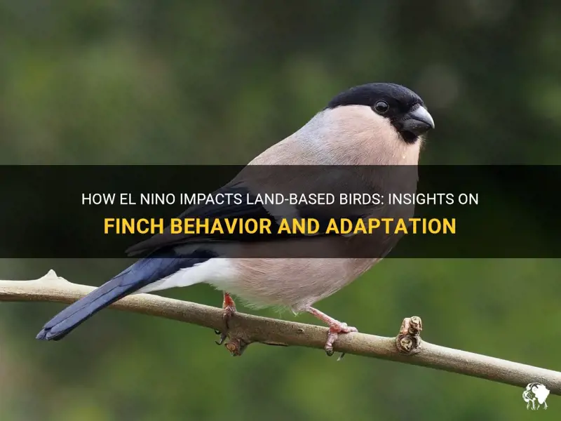 How El Nino Impacts Land Based Birds Insights On Finch Behavior And