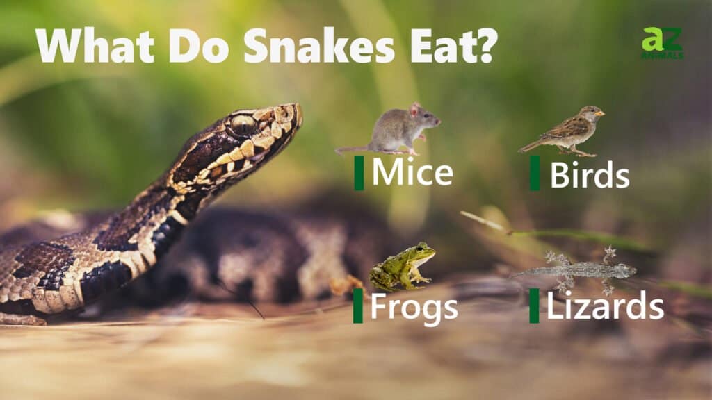 How Many Snakes Are In The World A Z Animals How Many Snakes Are In The World A Z Animals