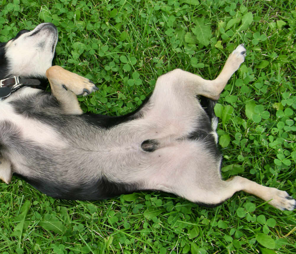 How Much Does It Typically Cost To Neuter A Dog At Ida Barrera Blog How Much Does It Typically Cost To Neuter A Dog At Ida Barrera Blog