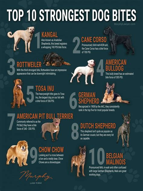 How Strong Is A Dogs Bite How Strong Is A Dogs Bite