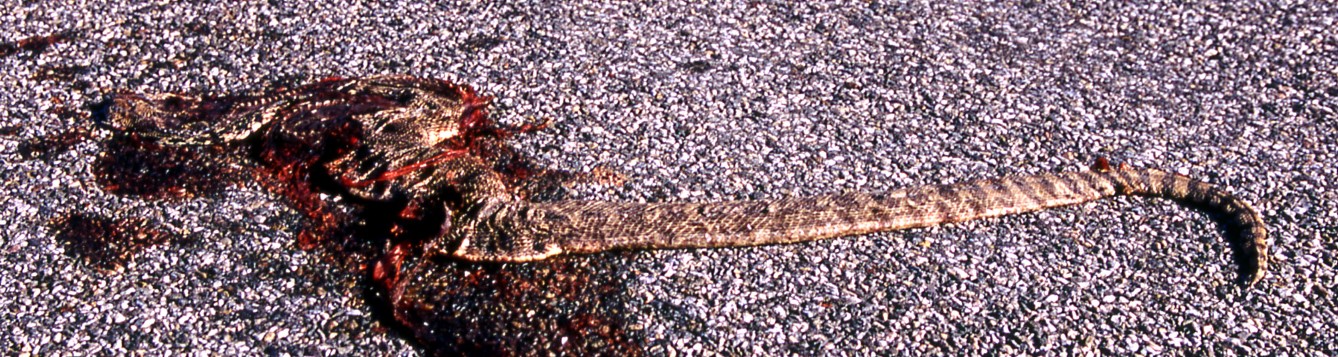 How To Kill Snakes How To Kill Snakes