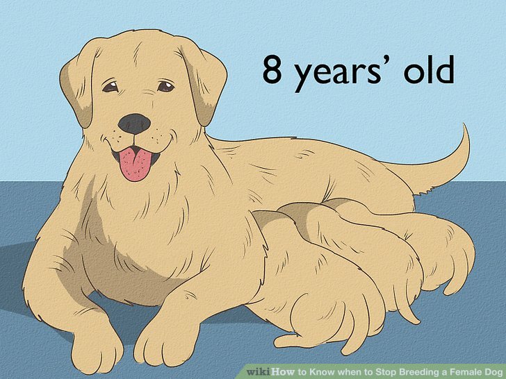How To Know When To Stop Breeding A Female Dog 10 Steps How To Know When To Stop Breeding A Female Dog 10 Steps