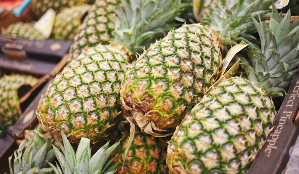 How To Pick A Pineapple 7 Tips Farmhouse Guide How To Pick A Pineapple 7 Tips Farmhouse Guide