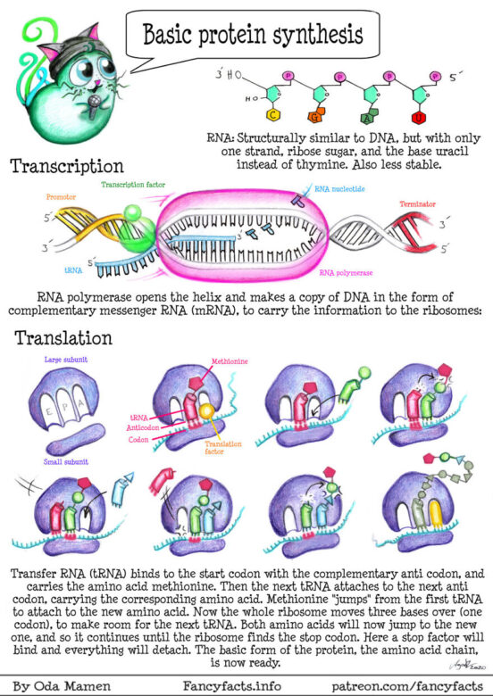 I Illustrate Interesting Scientific Facts In An Understandable Way 12 I Illustrate Interesting Scientific Facts In An Understandable Way 12