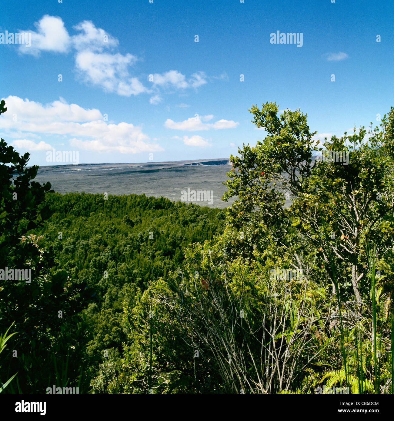 Iliahi Trail Volcanoes National Park Big Island Hawaii Stock Photo Alamy Iliahi Trail Volcanoes National Park Big Island Hawaii Stock Photo Alamy