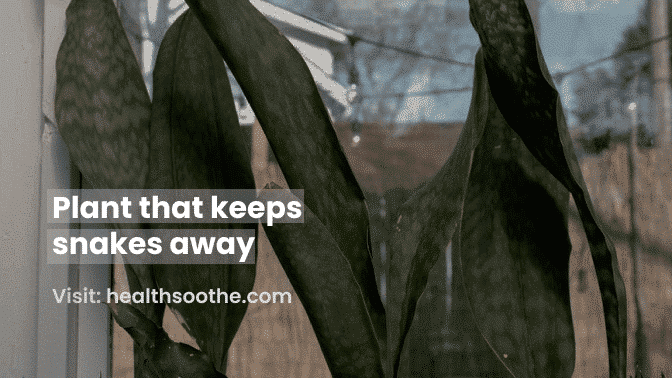 Keeps Snakes Away From Lawns Ornamental And Flower Gardens House