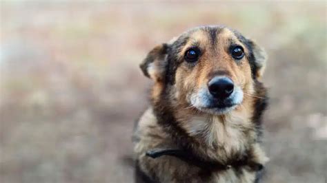 La Zoofilia Y El Aumento De Casos De Abuso Sexual Contra Perros La Zoofilia Y El Aumento De Casos De Abuso Sexual Contra Perros