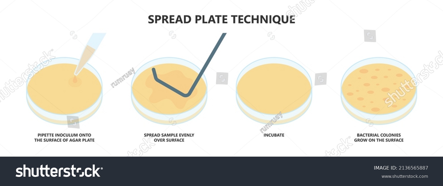 Lab Technique Spread Plate At Eva Facy Blog Lab Technique Spread Plate At Eva Facy Blog