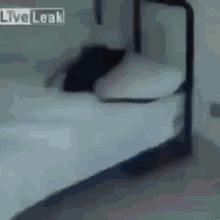 Live Leak Gifs Tenor