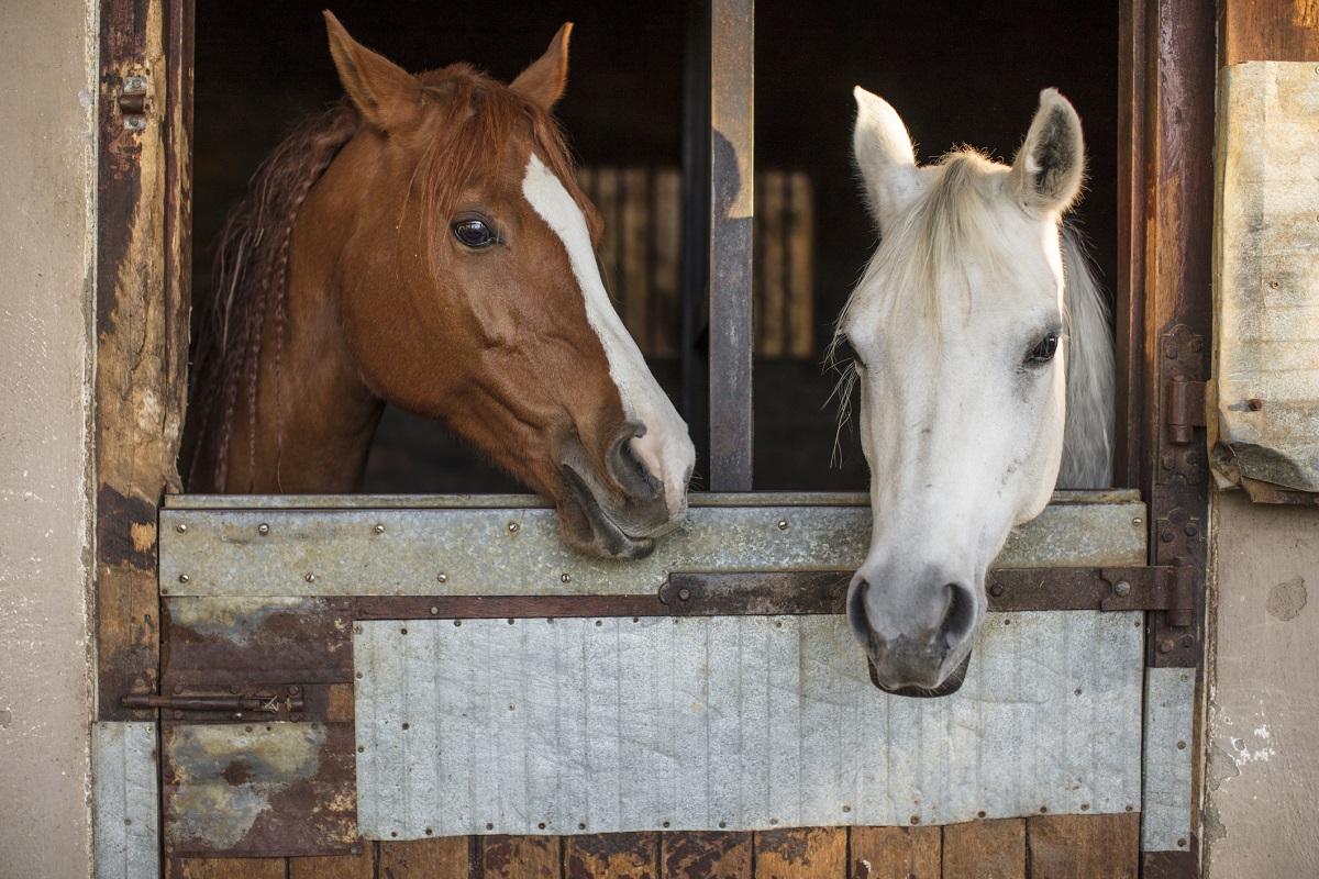 Man Arrested Earlier This Year For Allegedly Having Sex With A Horse Man Arrested Earlier This Year For Allegedly Having Sex With A Horse