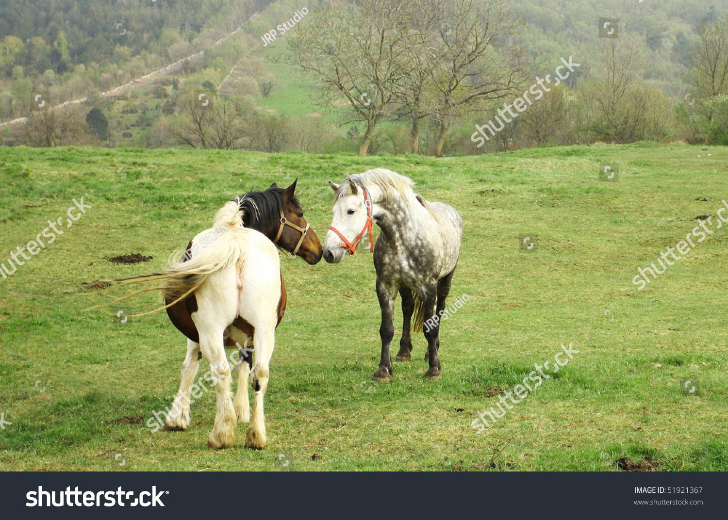 Mare Male Horse Mating Stock Photo 51921367 Shutterstock Mare Male Horse Mating Stock Photo 51921367 Shutterstock