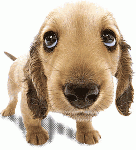 Massage Puppy Gif Massage Puppy Dog Discover Share Gifs Massage Puppy Gif Massage Puppy Dog Discover Share Gifs