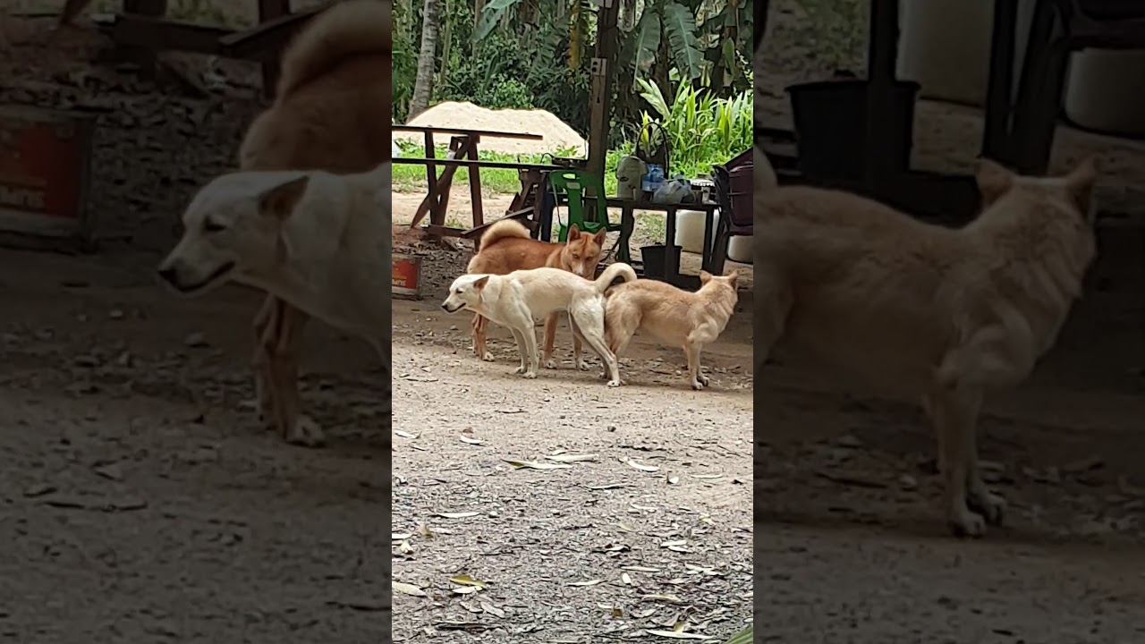 Memes Part 5 Doggy Style Youtube Memes Part 5 Doggy Style Youtube