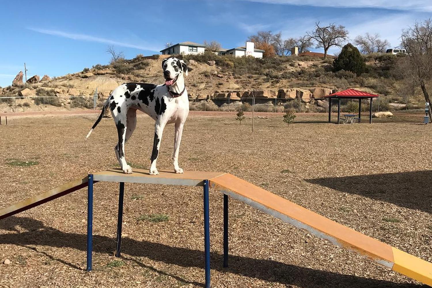Mexico Dog Sex