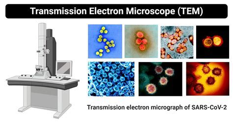 Microscope Stage Function Improve Sample Analysis