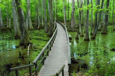 Mississippi Cypress Swamp Mystery Touristsecrets Mississippi Cypress Swamp Mystery Touristsecrets