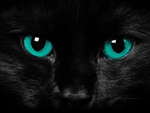 3 Secrets of Mistress Kitty Blaydon