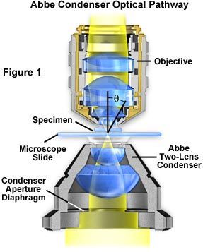 Molecular Expressions Microscopy Primer Anatomy Of The Microscope Molecular Expressions Microscopy Primer Anatomy Of The Microscope