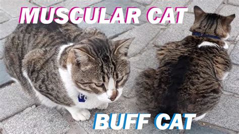Most Muscular Cat Most Muscular Cat