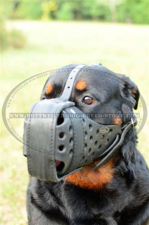 The Perfect Muzzle for Your Rottweiler