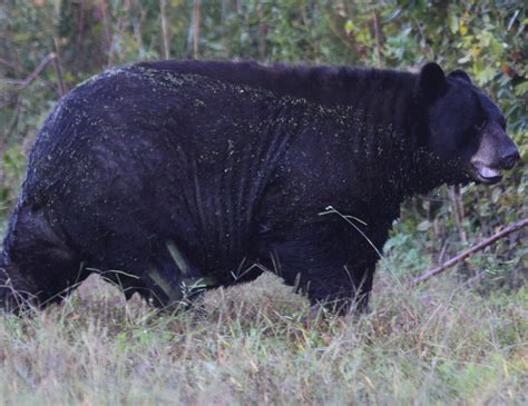 N.c. Bear Season 2024