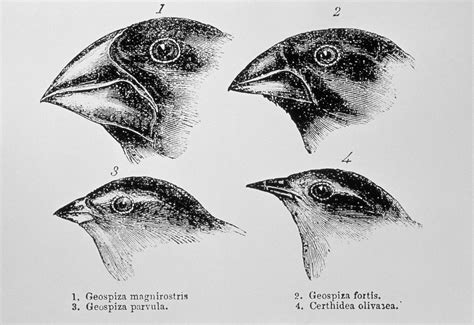 Natural Selection Finches