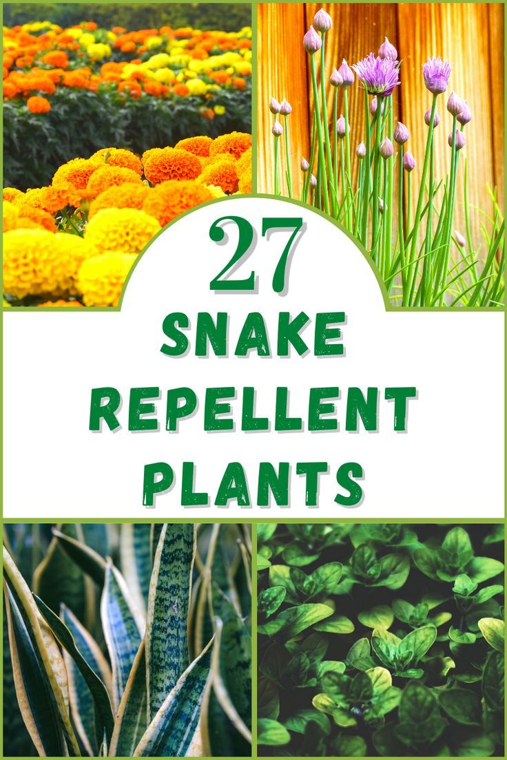 Natural Snake Repellant