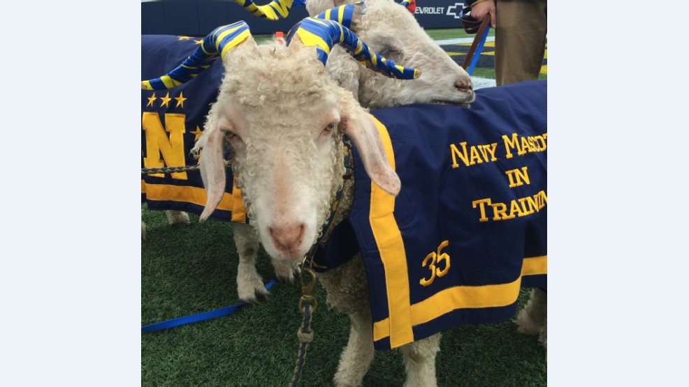 Naval Academy Mascot Bill The Goat Dies Wjla Naval Academy Mascot Bill The Goat Dies Wjla