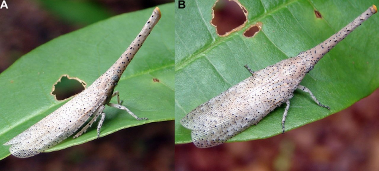 New Lanternfly Species Discovered In Vietnam And Cambodia Flat Forks New Lanternfly Species Discovered In Vietnam And Cambodia Flat Forks