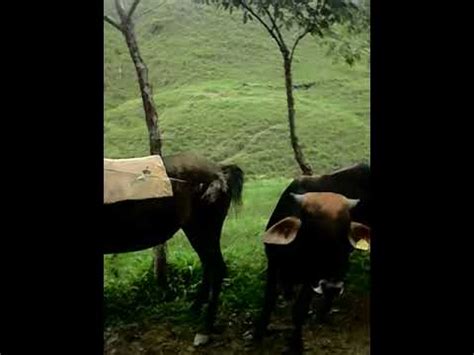 No Se Pierda Este Video Toro Culiando Con Una Yegua Youtube