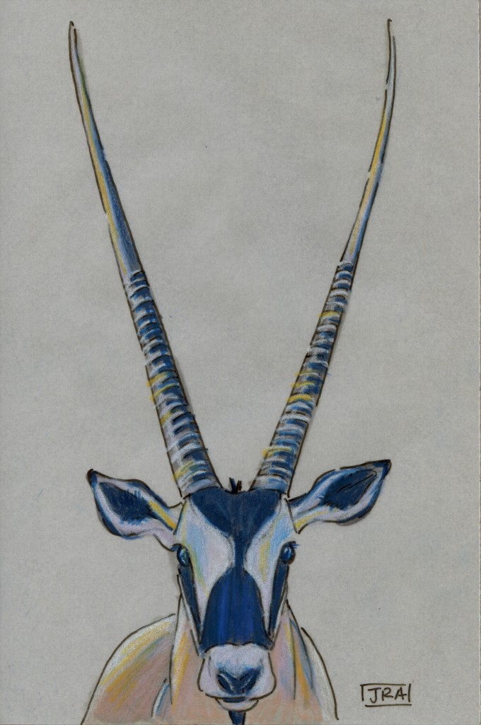 Oryx Gemsbok Gazella Oryx Gemsbok Gazella