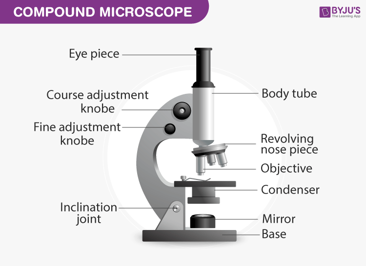 Parts Of The Microscope Labeled Diagrams Simple And Compound Microscope Parts Of The Microscope Labeled Diagrams Simple And Compound Microscope