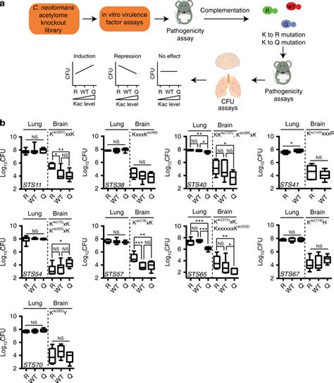 Pathogen Specific Kac Motifs Are Critical Regulators Of Fungal Fitness Pathogen Specific Kac Motifs Are Critical Regulators Of Fungal Fitness