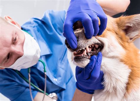 Pet Dental Near Me Find Paw Pal Pet Dental Near Me Find Paw Pal