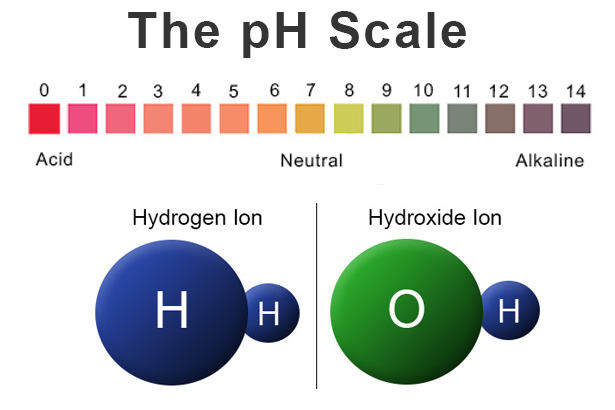 Ph Scale Acids And Bases Ph Scale Acids And Bases