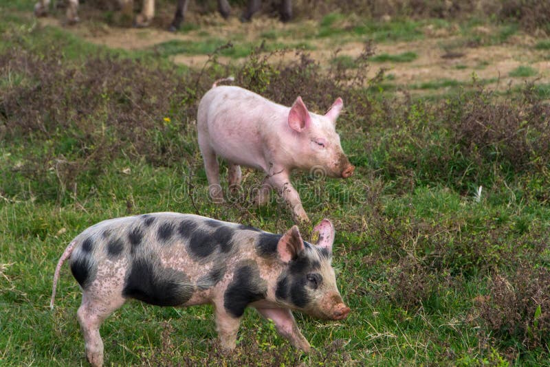 Pigs Mating Royalty Free Stock Photo Cartoondealer Com 33421347 Pigs Mating Royalty Free Stock Photo Cartoondealer Com 33421347