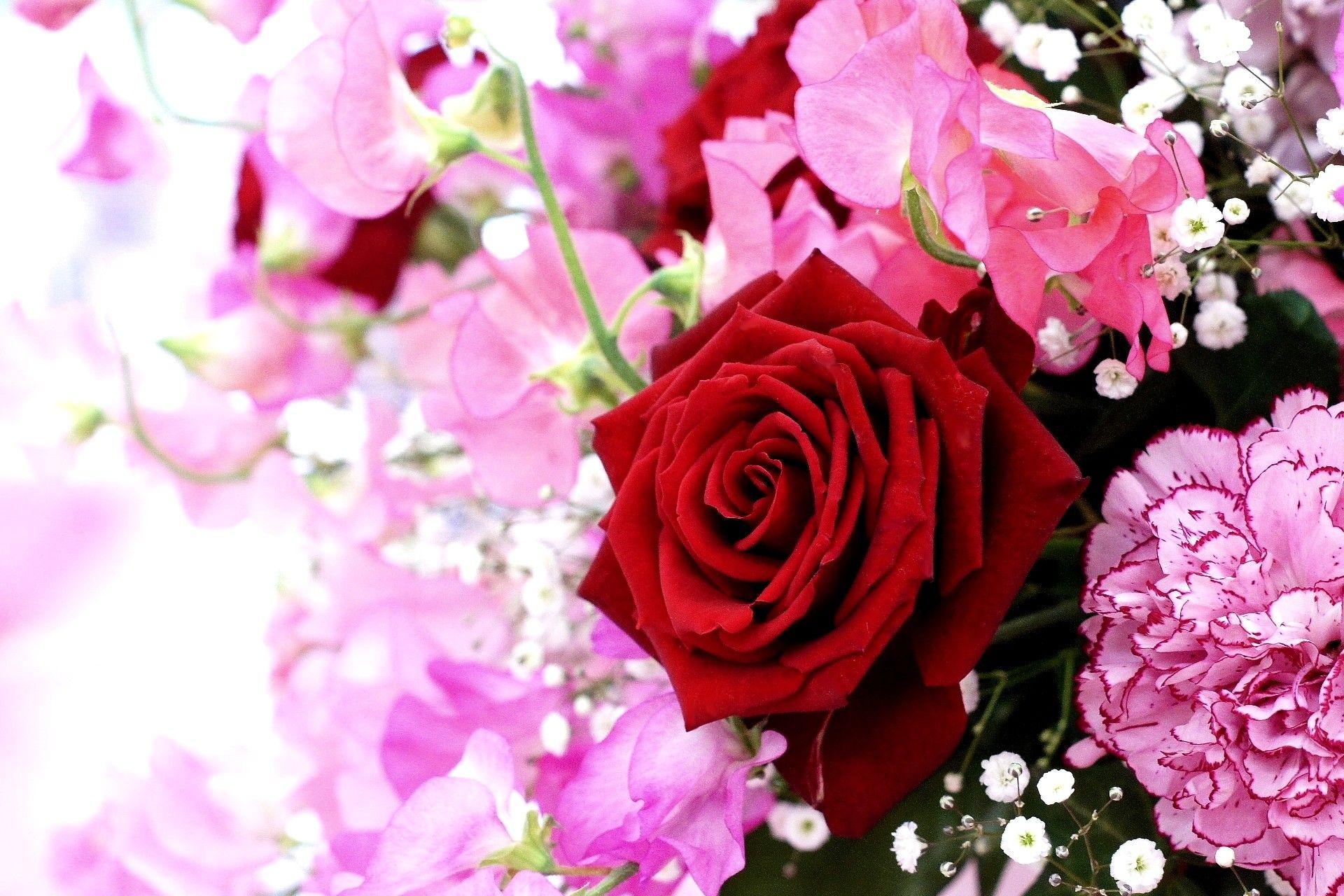 Pin By Lasea On Beautiful Flowers Lovely Flowers Wallpaper Pin By Lasea On Beautiful Flowers Lovely Flowers Wallpaper