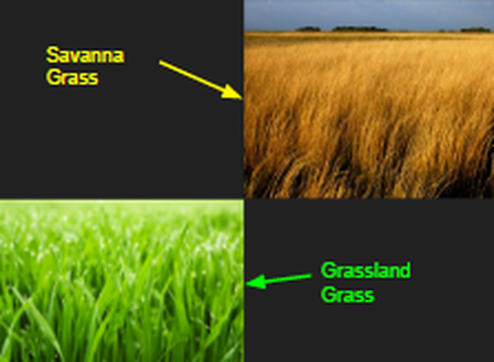 The 5 Grassland Plant Survival Strategies