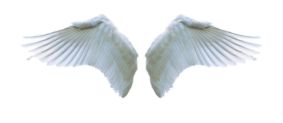 Png Pngwing Png Pngwing