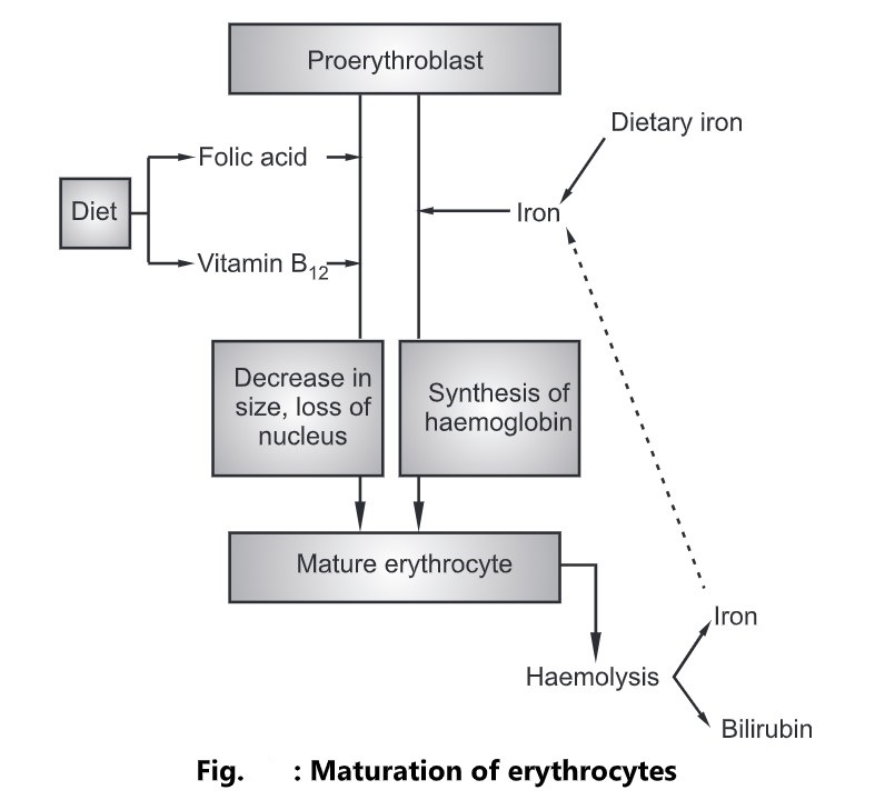 Red Blood Cells Structure Function And Life Cycle Biology Ease