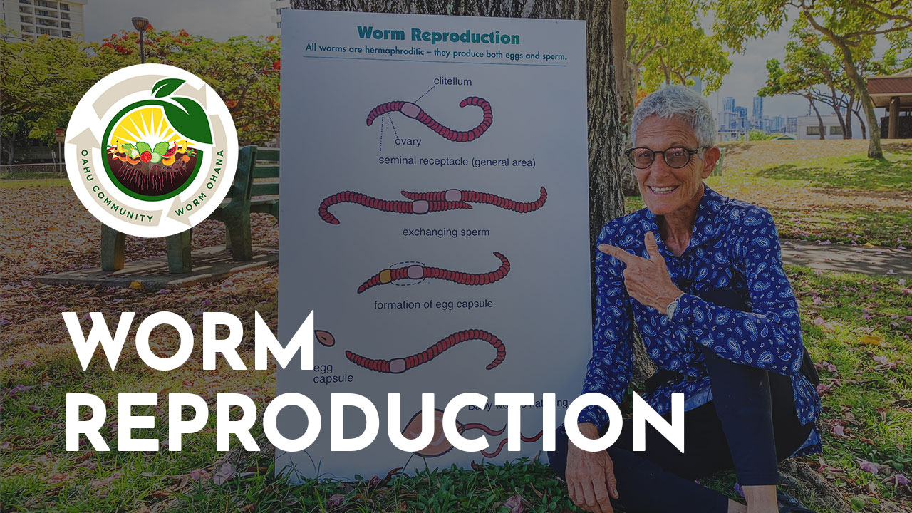 The Worm's Secretive Reproduction Process