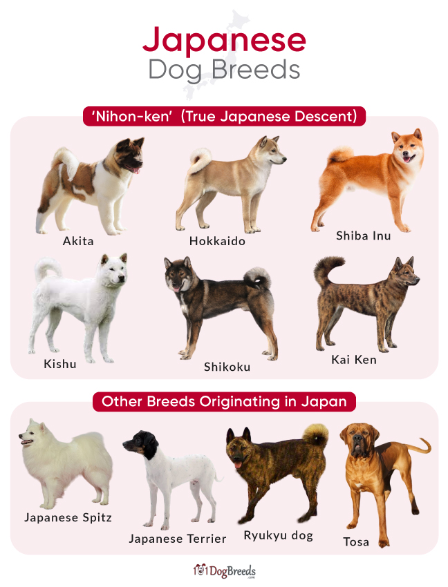 Russian Dog Breeds Japanese Dog Breeds Japanese Dogs Loyal Dog Russian Dog Breeds Japanese Dog Breeds Japanese Dogs Loyal Dog