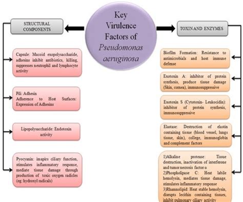Schematic Representation Of Key Virulence Factors Of Pseudomonas Schematic Representation Of Key Virulence Factors Of Pseudomonas