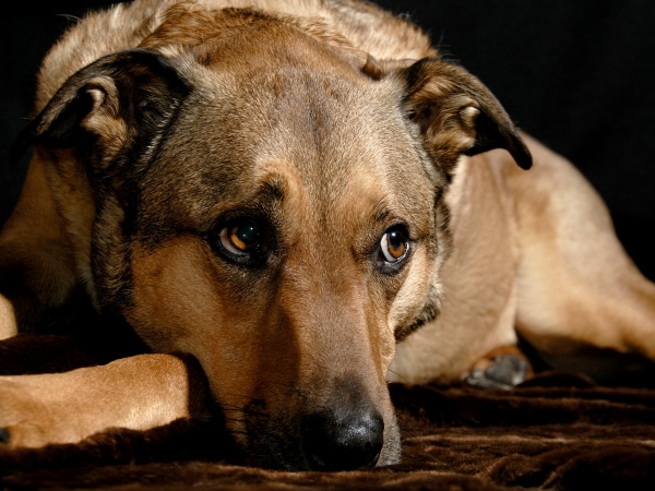 Exploring the Taboo: Man's Best Friend