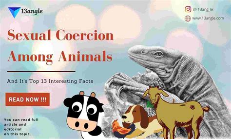Sexual Coercion Among Animals And Their Top 13 Facts Animal Cruelty Sexual Coercion Among Animals And Their Top 13 Facts Animal Cruelty