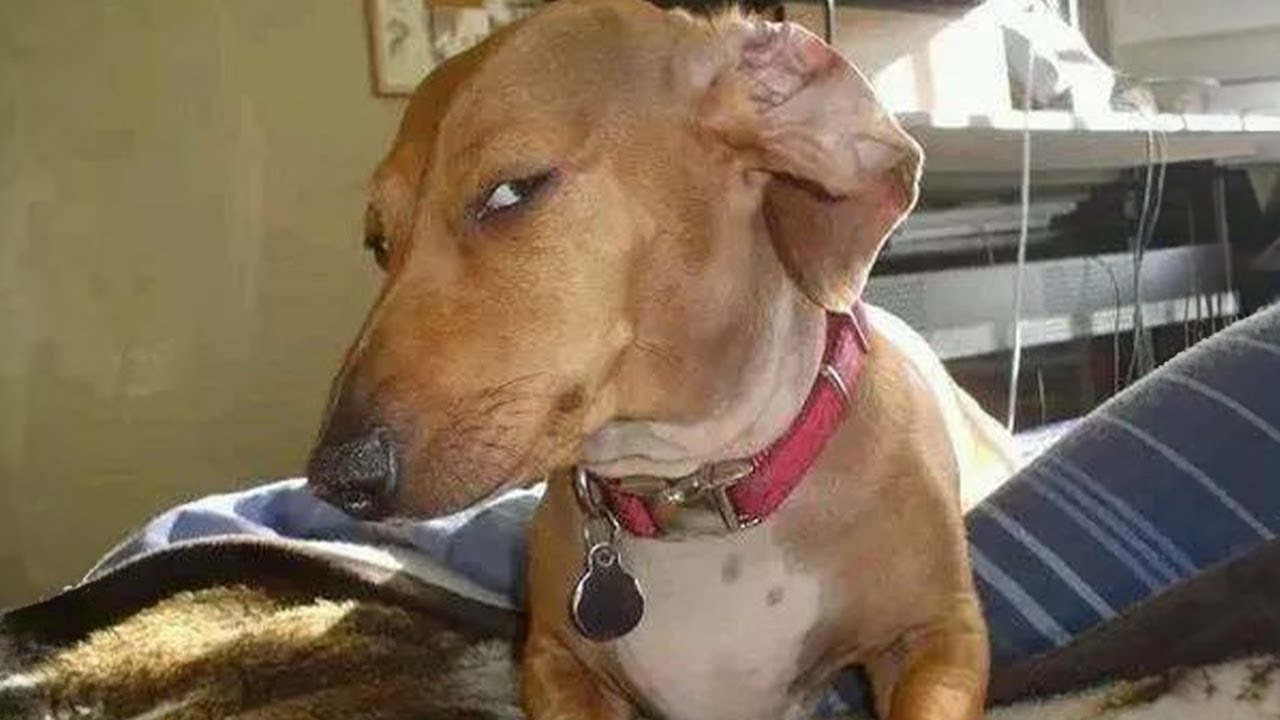 Side Eye Winnie Dogs Weenie Dogs Dogs Side Eye Winnie Dogs Weenie Dogs Dogs